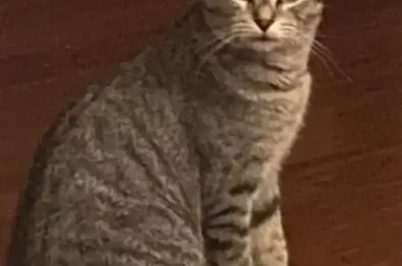 Missing cat Swissvale, photo: Lost Tabby Cat Meela Near Milligan Ave