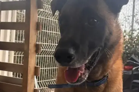 Animaux trouvés Perpignan, photo: Chien malinois trouvé collier bleu Perpignan