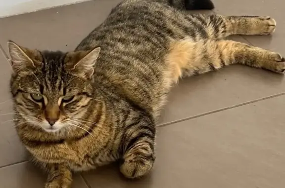 Lost pets , photo: Help Find Sandy: Lost Tabby in Wyndham