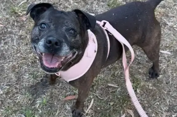 Lost Brindle Staffy in Moonee Valley