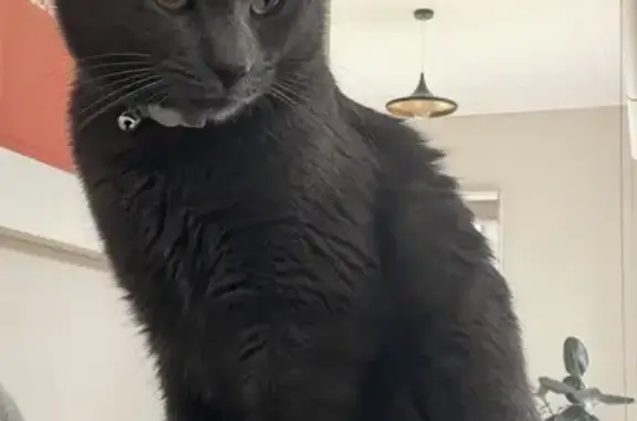 Lost pets , photo: Lost Slate Grey Cat: Fred from Glen Eira