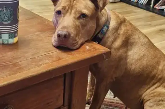 Lost Dog: Tan, White Toes, Balham Rd