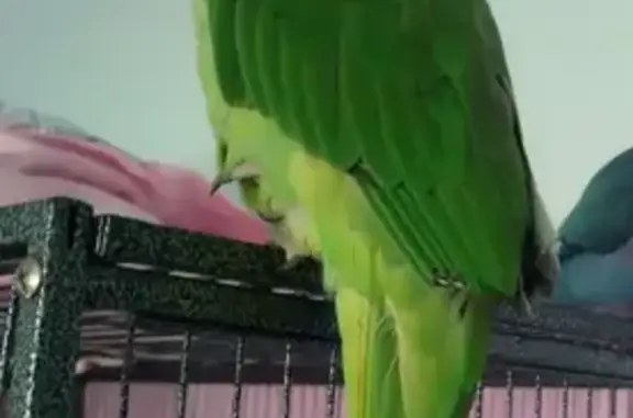 Lost pets Port Phillip, photo: Lost Bird: Long Tail & Orange Beak