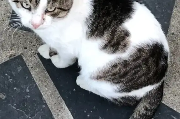 Chat perdu, , photo: Chat mâle castré perdu près de l'église