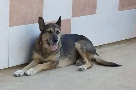 Perro Perdido en Algemesí: Cru...