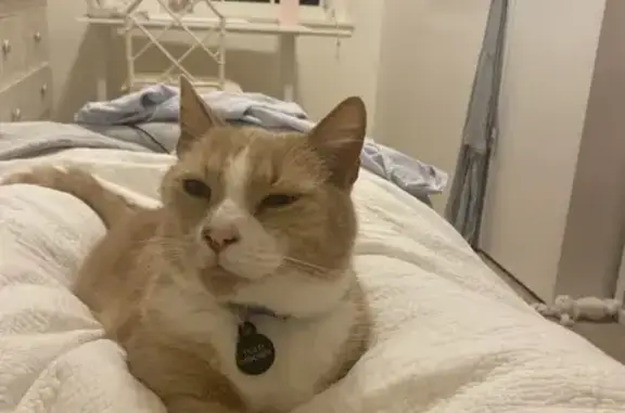 Lost pets Woollahra, photo: Lost Cat: Ginger & White, Blue Collar