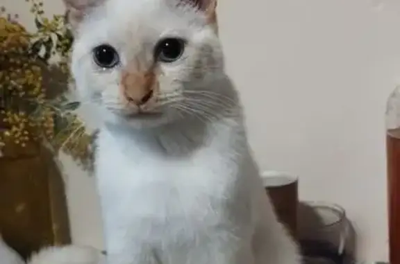 Chat blanc perdu, extrémités orangées, Perpignan - photo