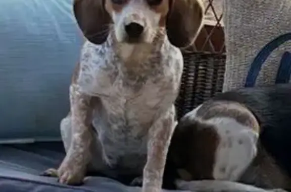 Missing dog Roanoke, photo: Shy Tri-Color Dog Lost on Plantation Rd