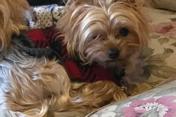 Missing dog Pleasant Gap, photo: Lost Teacup Yorkie in Pleasant Gap