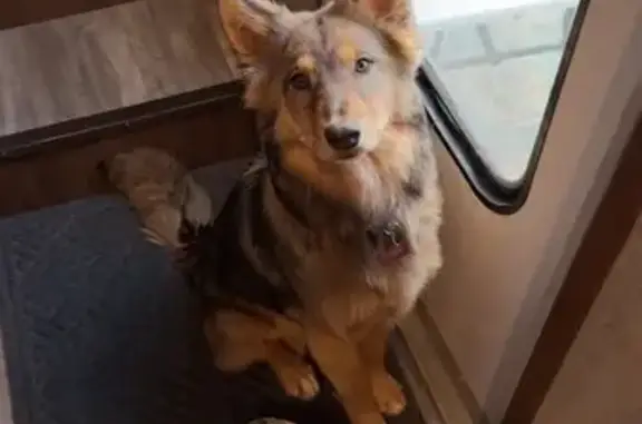 Missing dog , photo: Lost Dog in Fort Valley: Brown/Black Coat