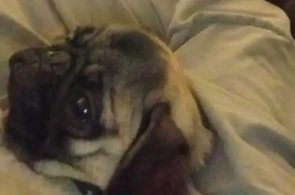 Lost Pug Near Gore Springs, MS - photo