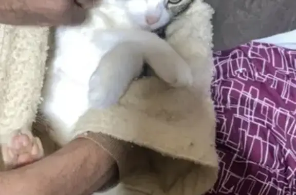 Chat perdu, , photo: Chatte perdue, tigrée-blanche, yeux vairons