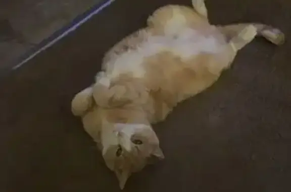 Lost: Friendly Male Cat, Bent Ear, Laurel