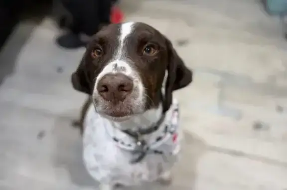 Missing dog , photo: Lost Brittany Spaniel in Tallmansville!