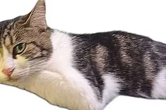 Chatte perdue à Palaiseau, blanche et tigrée - photo