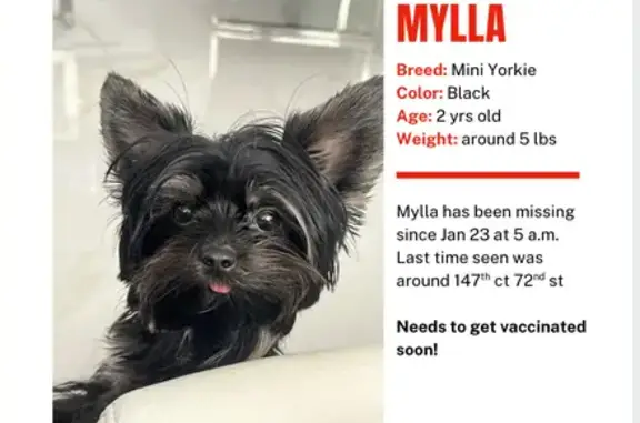 Missing dog , photo: Lost MiniYorkie: Black/Brown, Needs Vaccines