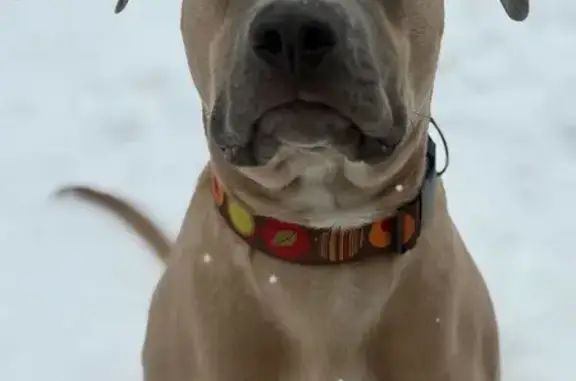 Timid Lost Dog: Avoid Approach - CR19