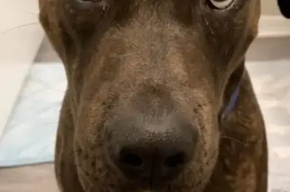 Help Reunite Zeus with His Owner - photo