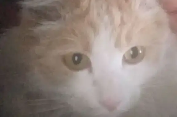 Lost Cat: White & Ginger, Blue...