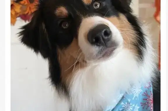 Lost Aussie Pup: Help Find Her in Collindale!