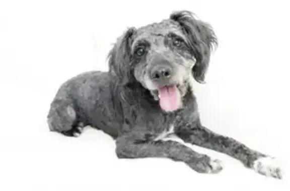 Help Find Our Lost Mini Poodle!