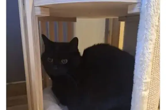 Chat perdu, Laval-en-Belledonne, photo: Chatte noire perdue, Rue de la Régordane