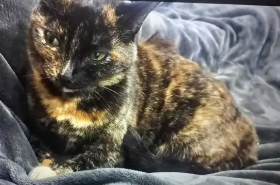 Lost Tortoise Cat in Rooihuisk...