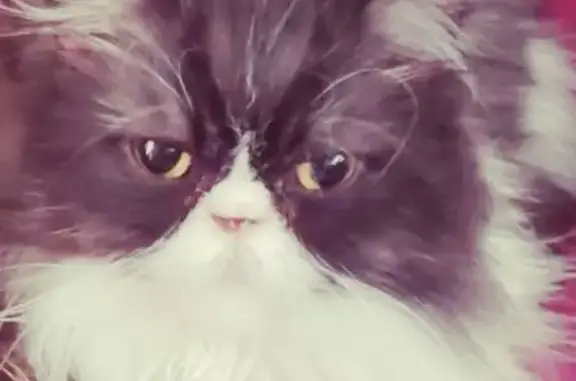 Lost: Gray & White Persian Cat, Keizer