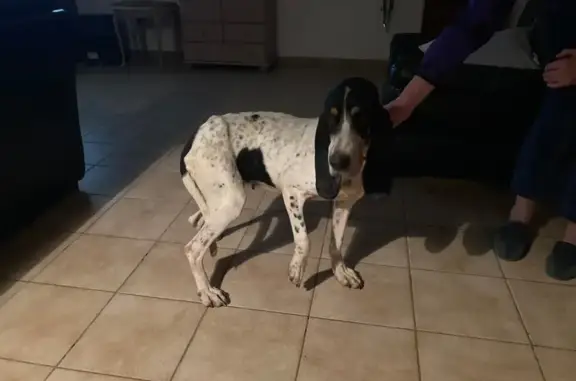 Animaux trouvés L'Isle-sur-la-Sorgue, photo: Chienne noire et blanche trouvée à L'Isle