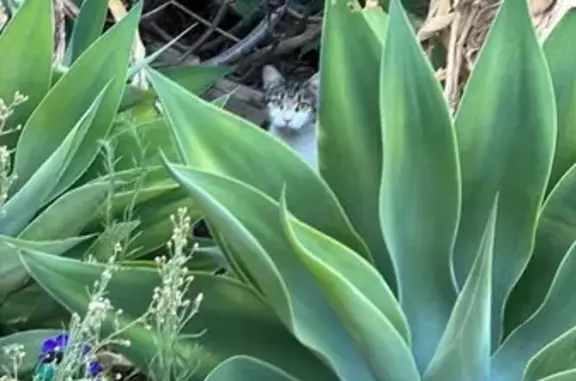 Found: Young Tabby/White Cat i...