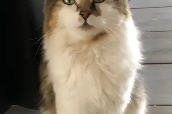 Missing cat , photo: Lost: Sweet Tortie Cat in Northriding