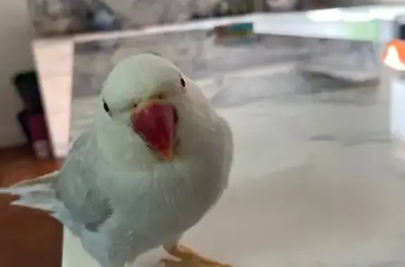 Lost pets , photo: Lost Tame White Bird: Help Bring Her Home