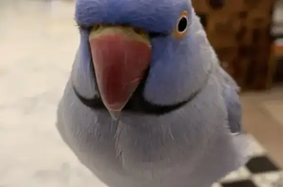 Lost pets , photo: Lost Bird Alert: Luna Missing in Willoughby