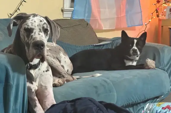 Lost Great Dane Bongo: Help Find Him!
