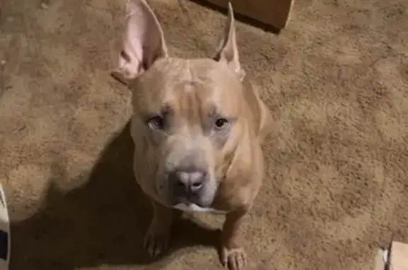 Missing dog , photo: Lost: Friendly Small Brown Pit in Clyde