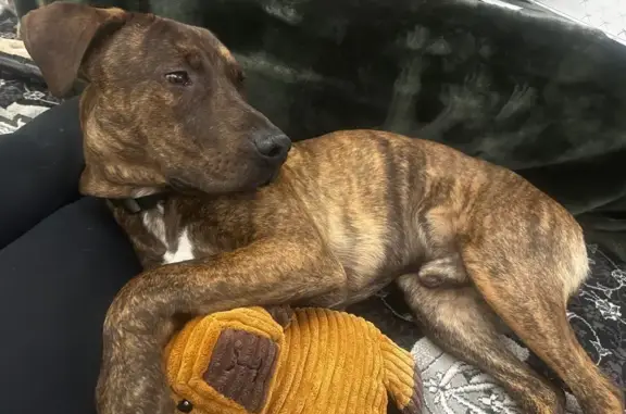 Missing dog , photo: Lost: Nervous Brown Brindle Dog