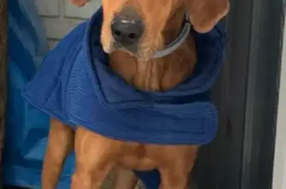 Found dog Strong, photo: Found Dog with New Collar on Oakland Rd