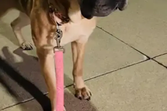 Missing dog Ohio City, photo: Help Find Snickerdoodles: Lost Service Dog