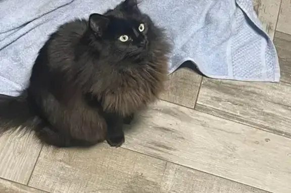 Missing cat Fort Hood, photo: Lost Cat Midnight: Reward for Safe Return