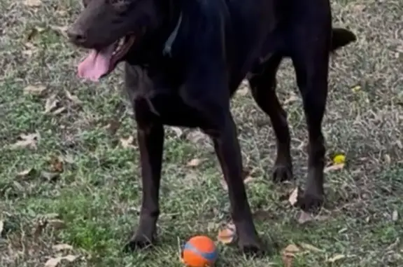 Found dog Warner Robins, photo: Found: Friendly, Trained Dog Needs Home!