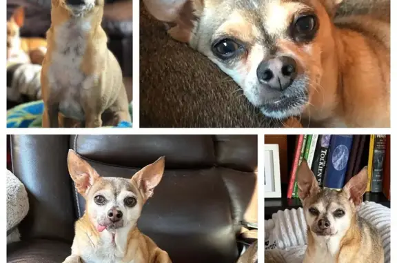 Lost Senior Chihuahua: Tan, Pink Stripe