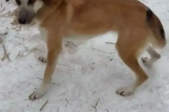 Lost Alaskan Husky: Fonzy in Duluth!