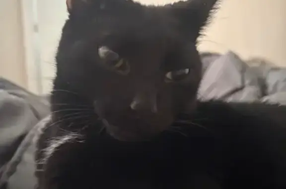 Lost Cat: Black with White Tuft, Carrboro