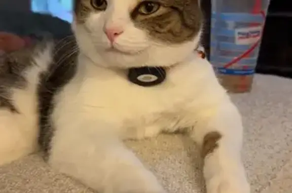 Lost Cat: Friendly, Tricolor Male Missing