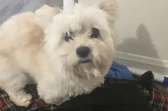 Lost Fluffy Dog in Jackson, TN