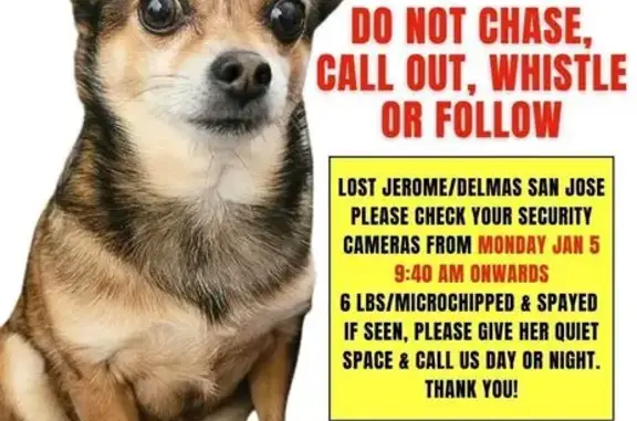 Lost Chihuahua: Seen Jerome x Delmas 95125