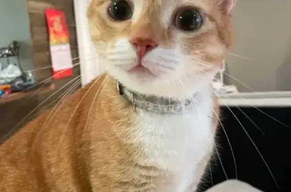 Lost Orange Cat: Shy, Green-Eyed Beauty