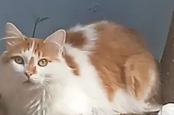 Gato macho castrado, pelos longos na cor branca e laranja, dócil porém arisco. Escapou no dia 10/01, se alguém tiver alguma informação por gentileza entrar em contato