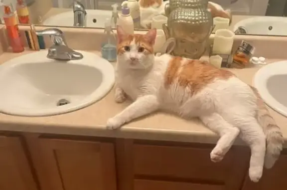 Missing cat Saratoga Springs, photo: Help Find Gregory: Missing Cat in Saratoga