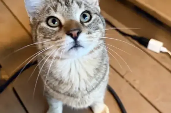 Help Find Ollie: Missing Kitten in AR!